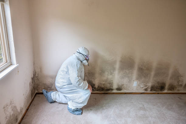 Best Emergency Mold Remediation  in Burnham, IL